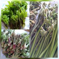 コシアブラ,ワラビ,たらの芽,山菜,山菜採りの画像