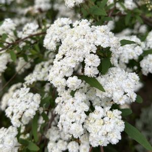 オダマキ,山野草,花木,白い花,シェードガーデンの画像