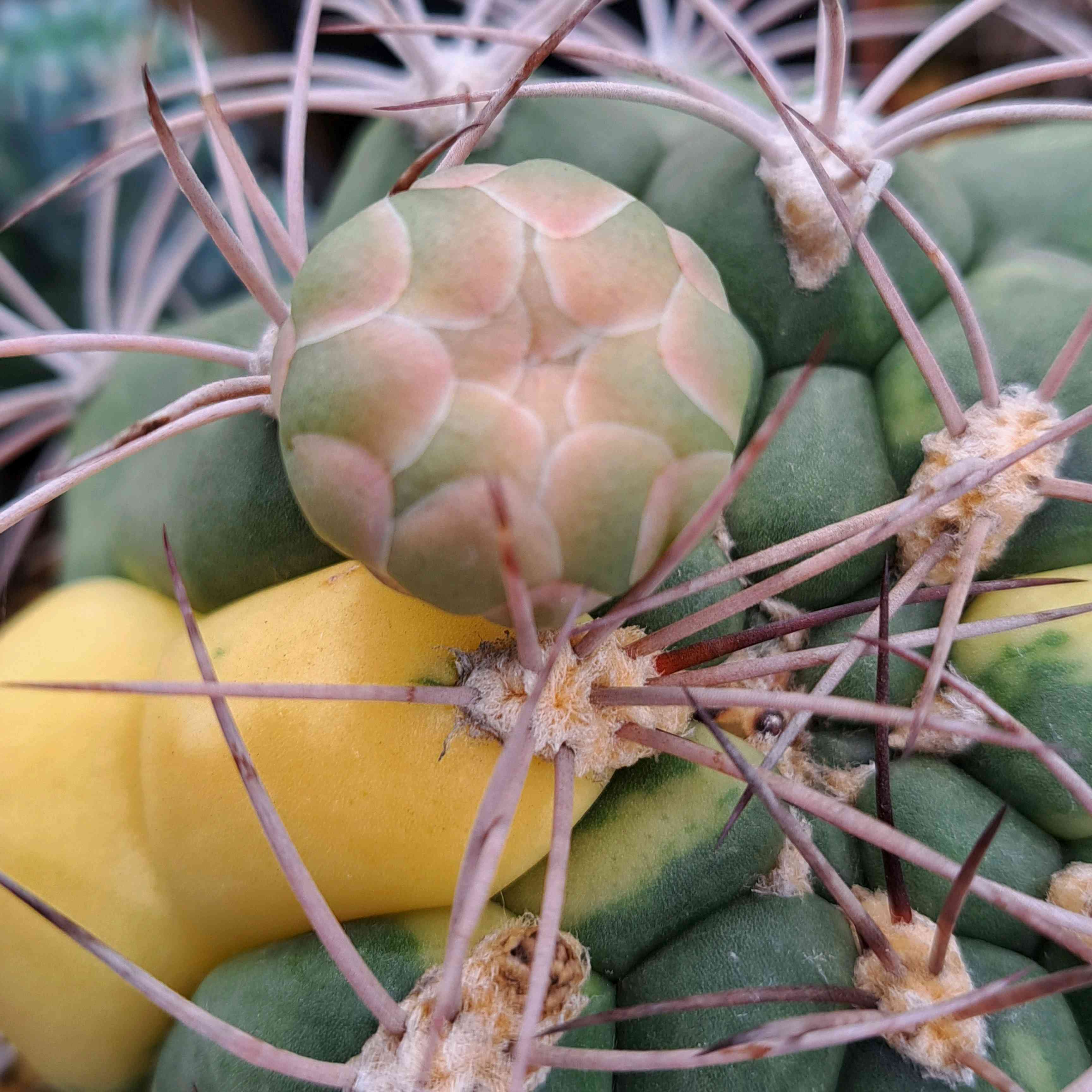 紅蛇丸の一覧｜🍀GreenSnap（グリーンスナップ）