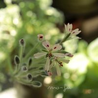 ペラルゴニウム・アッペンディクラツム,塊根植物,コーデックス,花のある暮らし,冬型の画像