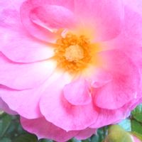 ミニバラ,花のある暮らし,可愛い❤,淡い色合い,優しい色の画像