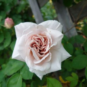 バラ アッシュ・ウェンズデイ,かわいい,ガーデニング,きれい,咲いた！の画像