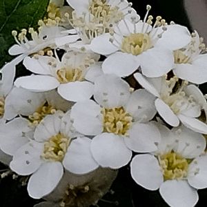 コデマリ,小手鞠,挿し木,白い花,初夏への画像
