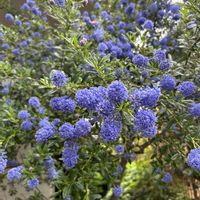 セアノサス,セアノサス カリフォルニアライラック,庭の木,青い花,花のある暮らしの画像