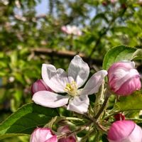 リンゴ,林檎,リンゴの花,バラ科,りんごの画像