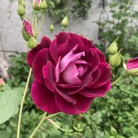 ラズベリー,ダフネ,バラ 紫玉,オータムルージュ,バーガンディ･アイスバーグの画像