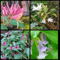 スイカズラ,セッコク,鉢植え,地植え,花のある暮らしの画像