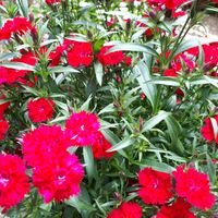 ナデシコ,花言葉,庭のある暮らし,GS3年生,真っ赤な火曜日の画像
