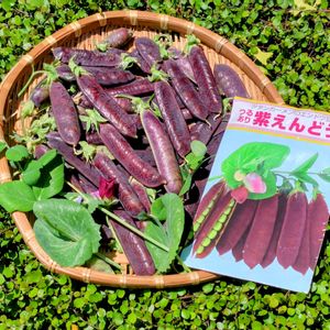 紫えんどう,紫えんどう,ツタンカーメンのエンドウ豆,野菜作り,収穫に感謝の画像