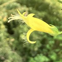 エレモフィラ,鉢植え,黄色い花,お花好き,お値下げ品の画像