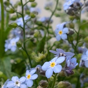 ロベリア,ワスレナグサ,フロックス ブルーパヒューム,種まき,花のある暮らしの画像