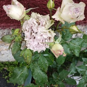 バラ,ラピスヴェール,プランター,花のある暮らし,ばら バラ 薔薇の画像
