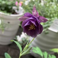 オダマキ,オダマキ　グレイスパープル,紫の花,オダマキグレイスパープル,小さな庭の画像