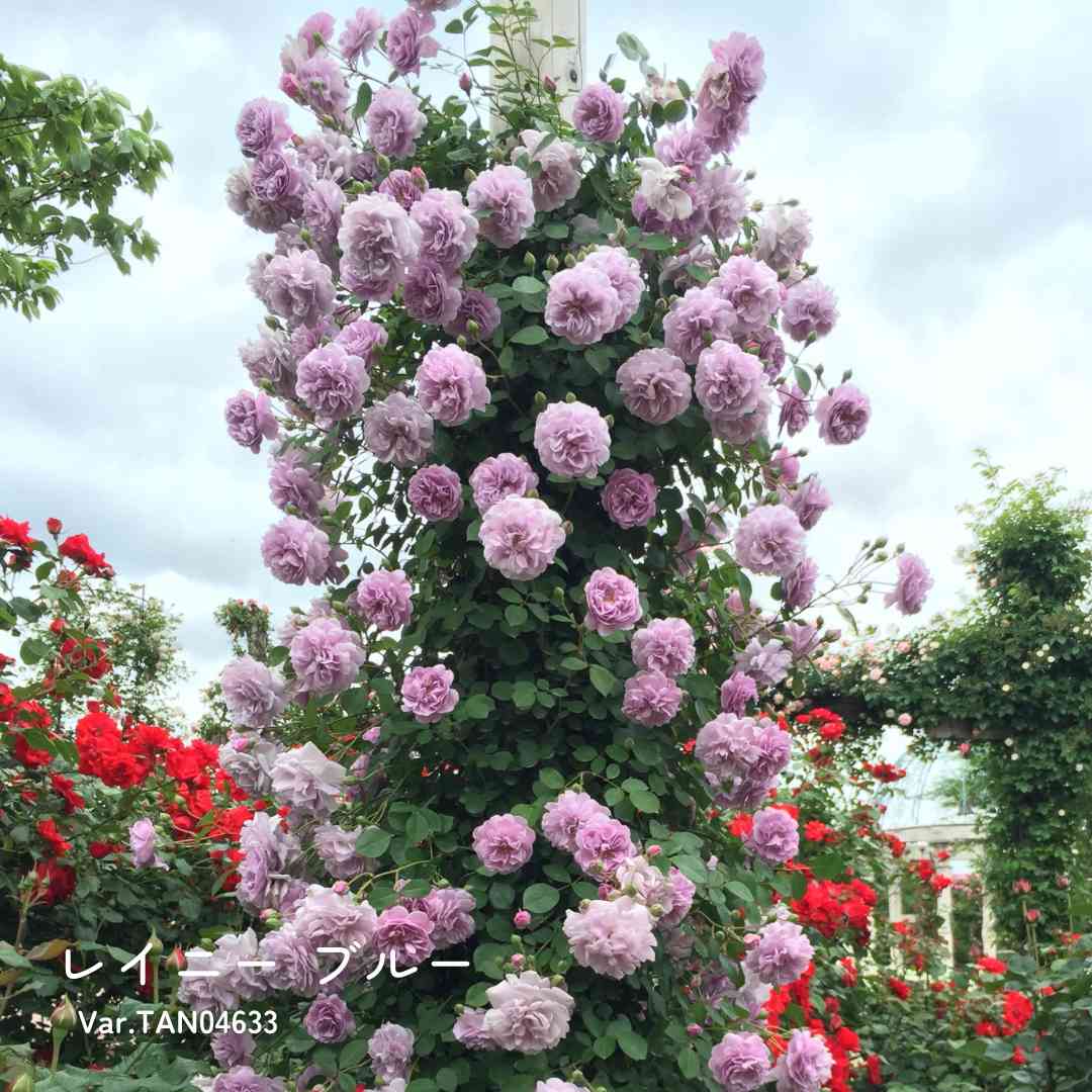 バラの投稿画像 by 京成バラ園芸(株)バラ営業部さん｜バラとテラスと