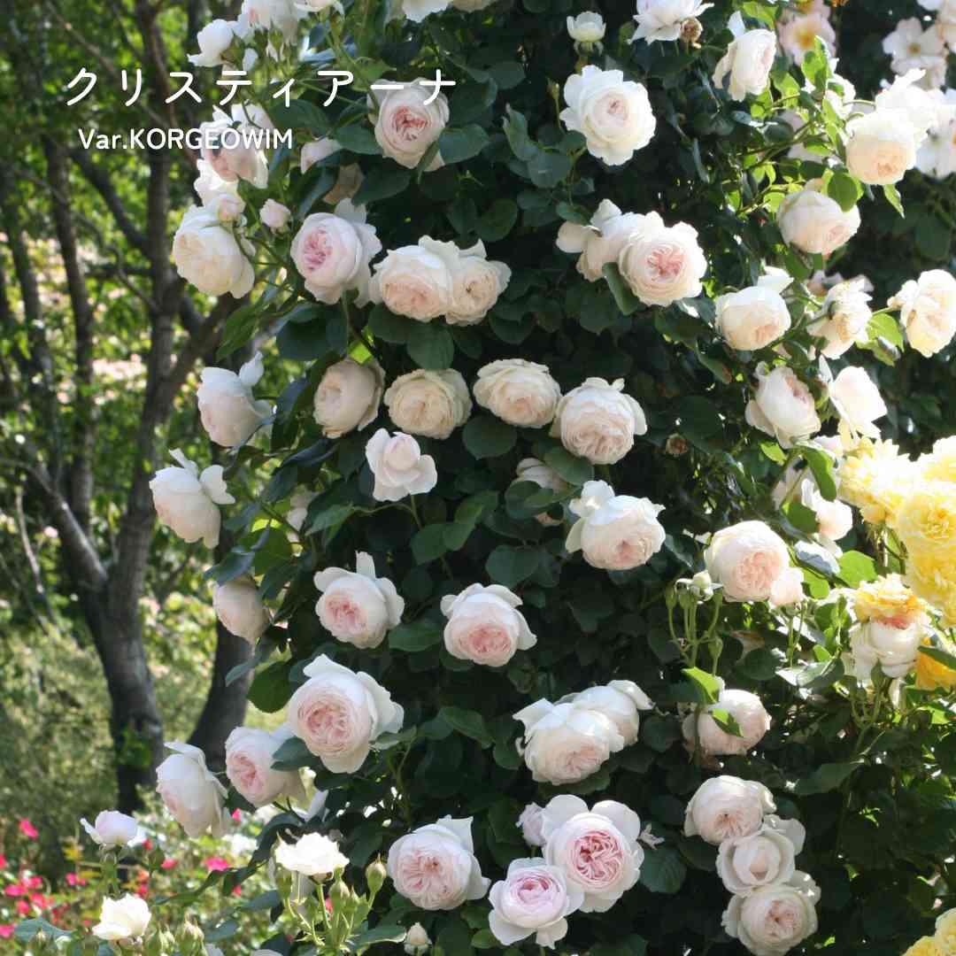 バラの投稿画像 by 京成バラ園芸(株)バラ営業部さん｜バラとテラスと