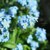 ワスレナグサ,お花,青い花,写真撮影,季節の定番の画像
