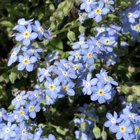 ワスレナグサ,青い花,お出かけ先にて,今日のお花の画像