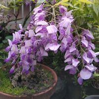 藤の花,植物,お花,花のある暮らし,紫色の花の画像
