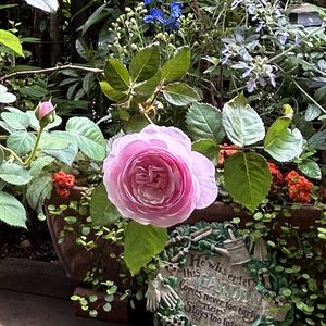 ジャクリーヌ•デュ•プレ,オリビアローズ オースチン,花のある暮らし,自然の癒し,小さな庭の画像