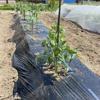 ナス,夏野菜,GW,トマト栽培の画像