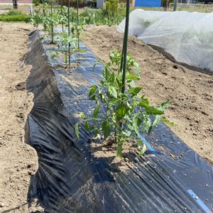 ナス,夏野菜,GW,トマト栽培の画像