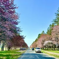 スモモ,北海道,水辺の風景,さくら 桜 サクラ,楽しい時間の画像
