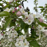 リンゴ,おでかけ先,春の画像