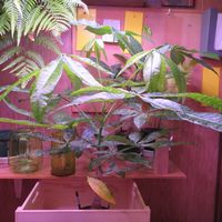 シダ,観葉植物,シダ植物,インテリアグリーン,珍奇植物の画像