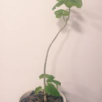 ゴムの木,フィカス　ウンベラータ,フィカス　ウンベラータ,観葉植物,植え替えの画像