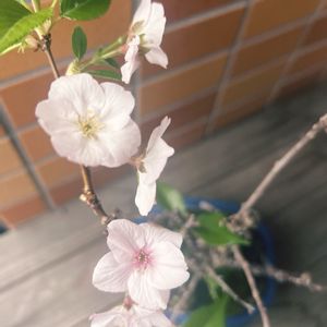 サクラ,ミニ盆栽,咲いた！,ピンクの花,嬉しいの画像