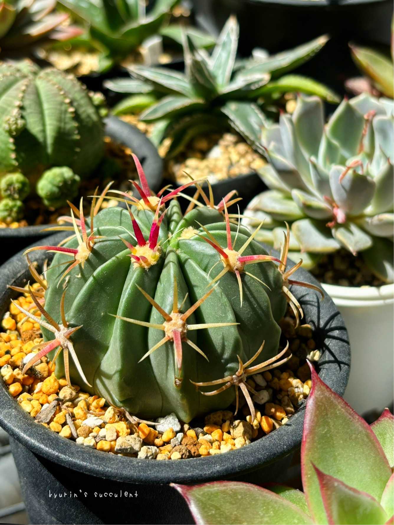 サボテン 日の出丸♡抜き苗(^○^) サボテン 日の出丸♡抜き苗(^○^) 【公式通販】