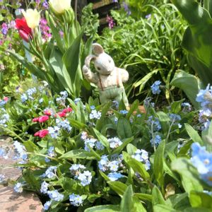 ワスレナグサ,ワスレナグサ,春の花,ナチュラルガーデン,手作りの庭の画像