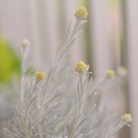 ベランダガーデニング,花のある暮らし,寄せ植え初心者,ミラーレス一眼,バルコニー/ベランダの画像