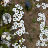 ユキヤナギ,春うらら,祈る震災復興,満開,花のある暮らしの画像