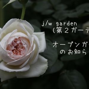 ナチュラルガーデン,つるバラ,薔薇♪,イングリッシュガーデン,ロザリアンの画像