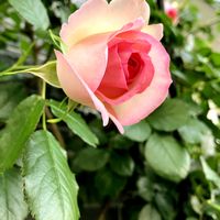ピエールドゥロンサール,咲いた！,ピンクのバラ♡,ばら バラ 薔薇,庭の画像