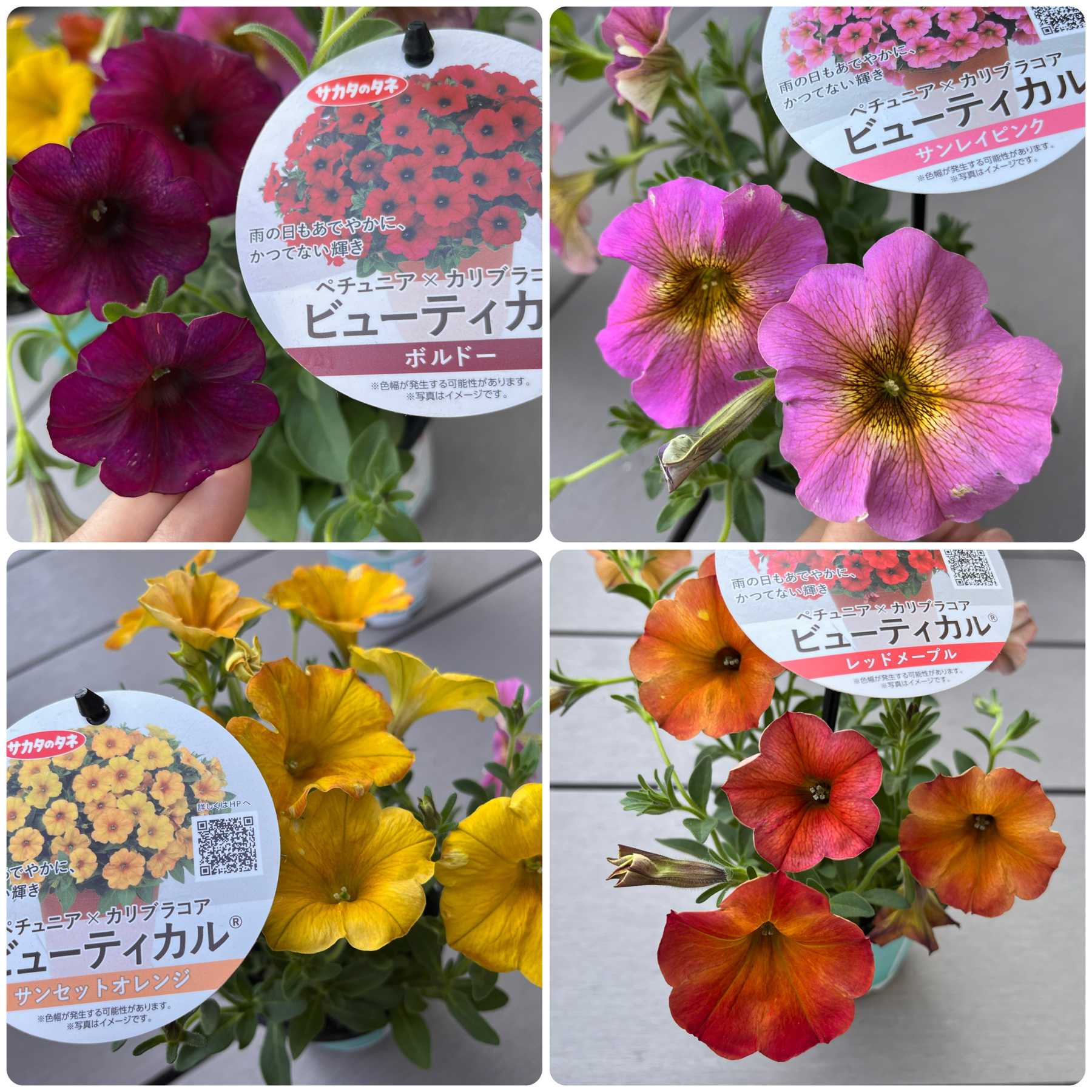 ペチュニア「ビューティカル®︎」モニター記録🏵️2024.4〜2025.4 【完