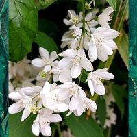 ヒメウツギ,白いお花♡,被災地にエールを…。,ヒメウツギ♡,白い水曜日♡の画像