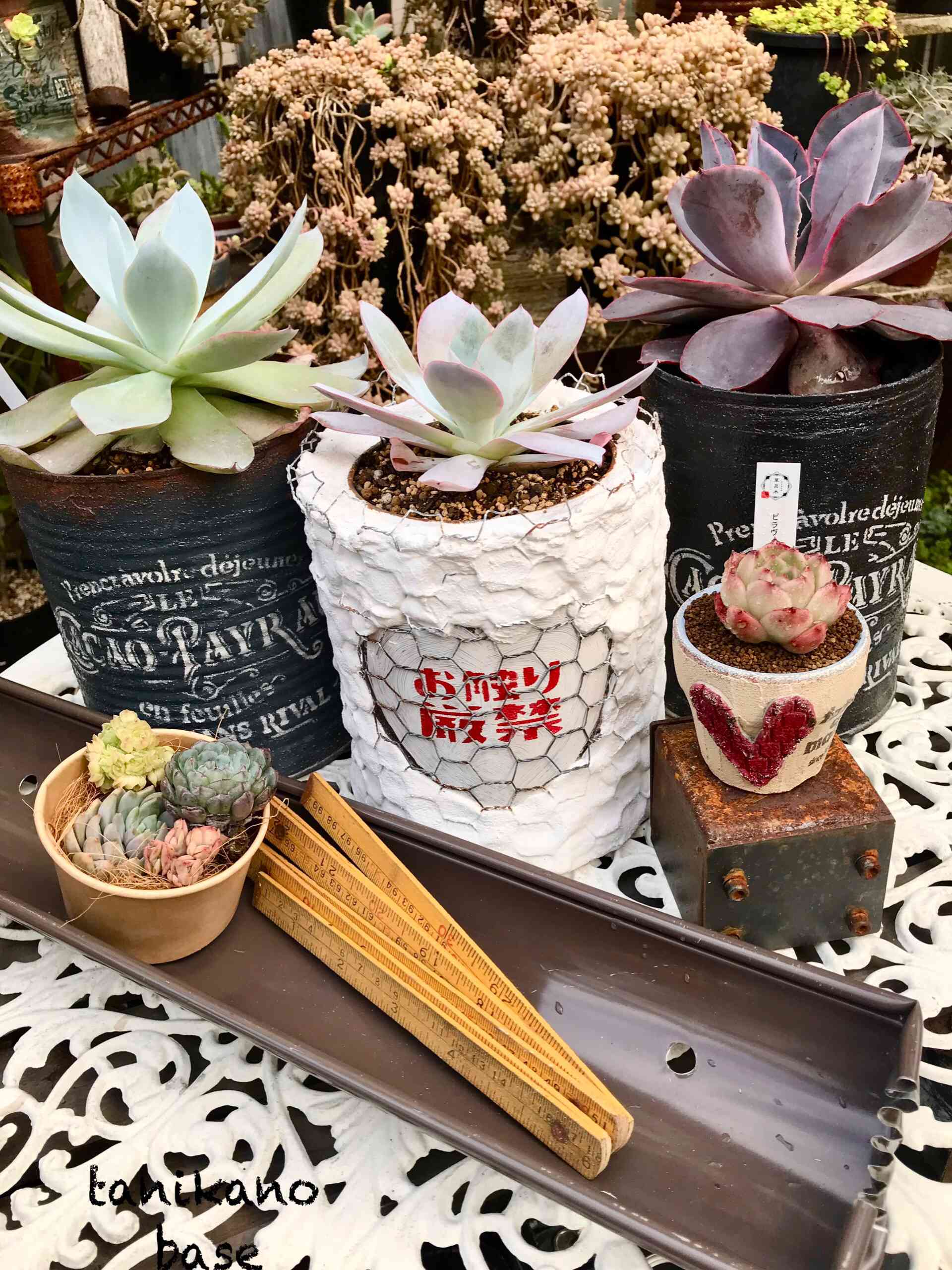 多肉植物^o^ モリモリ❣️レッドベリー