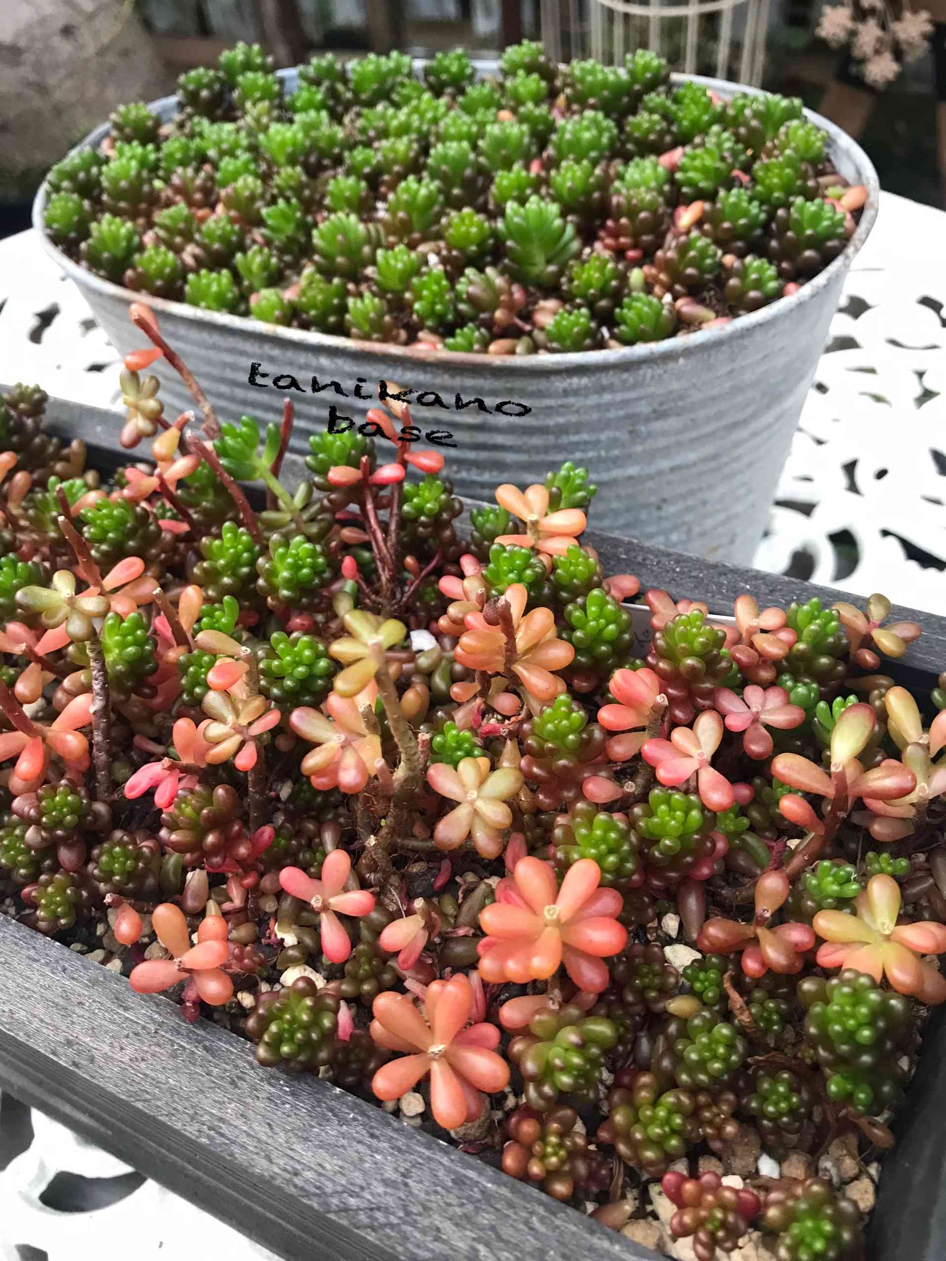 多肉植物^o^ モリモリ❣️レッドベリー 【公式通販】