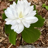 シラユキゲシ,八重咲きサンギナリア・カナデンシス,山野草,お気に入り♡,꒰ღ˘◡˘ற꒱かわゅ~の画像