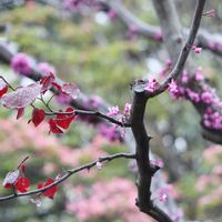 ハナズオウ,蘇芳花（はなずおう）,お花のある生活,横浜,今日も元気での画像