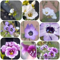 ギリア・トリコロール,ギリア　トワイライト,種まき,花のある暮らし,コラージュの画像