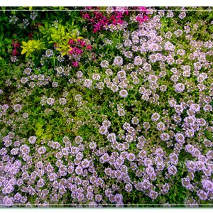 タイム 'ロンギカウリス',クリーピング タイム,グランドカバー,宿根・多年草,小さな庭の画像