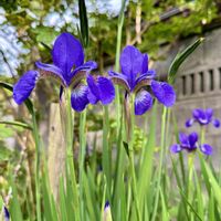 アヤメ,青紫の花,アヤメ科,花咲く乙女たち♡,愛の花♡の画像