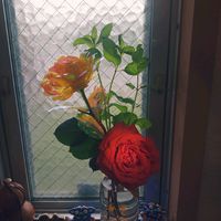 スペアミント,チンチン,切り花, フラワーアレンジ,トイレ・洗面所の画像