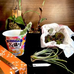 レデボウリア・ソシアリス,センペルビウム,多肉植物,セネシオ属,エアープランツ/チランジアの画像