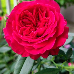 トゥルーブルーム　レッドキャプテン,トゥルーブルーム　レッドキャプテン,鉢植え,きれいな色,赤いバラの画像