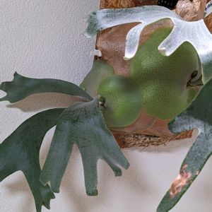 P. pegasus,シダ植物,着生植物,珍奇植物,植物のある暮らしの画像