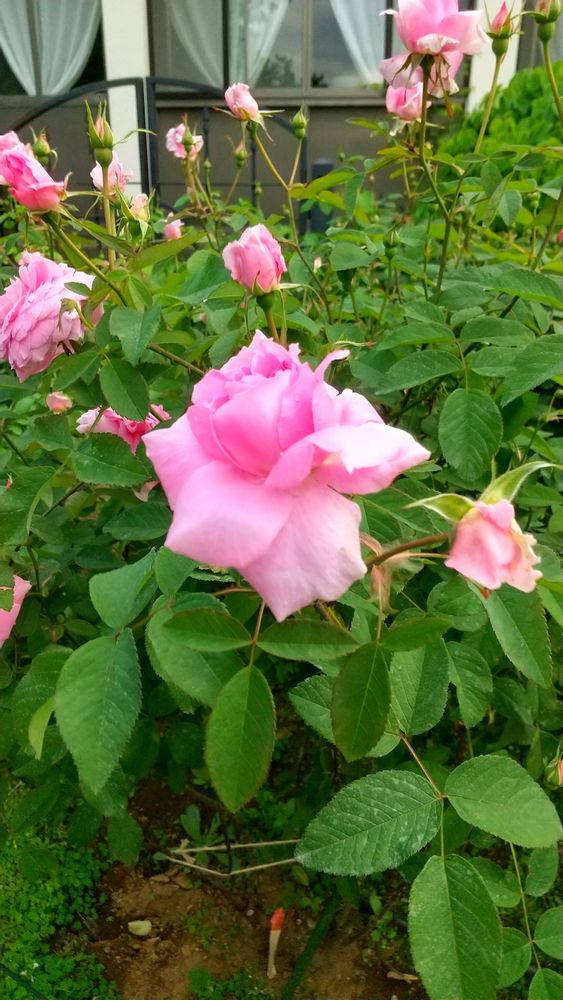 和の花♪さんの港の見える丘公園への投稿